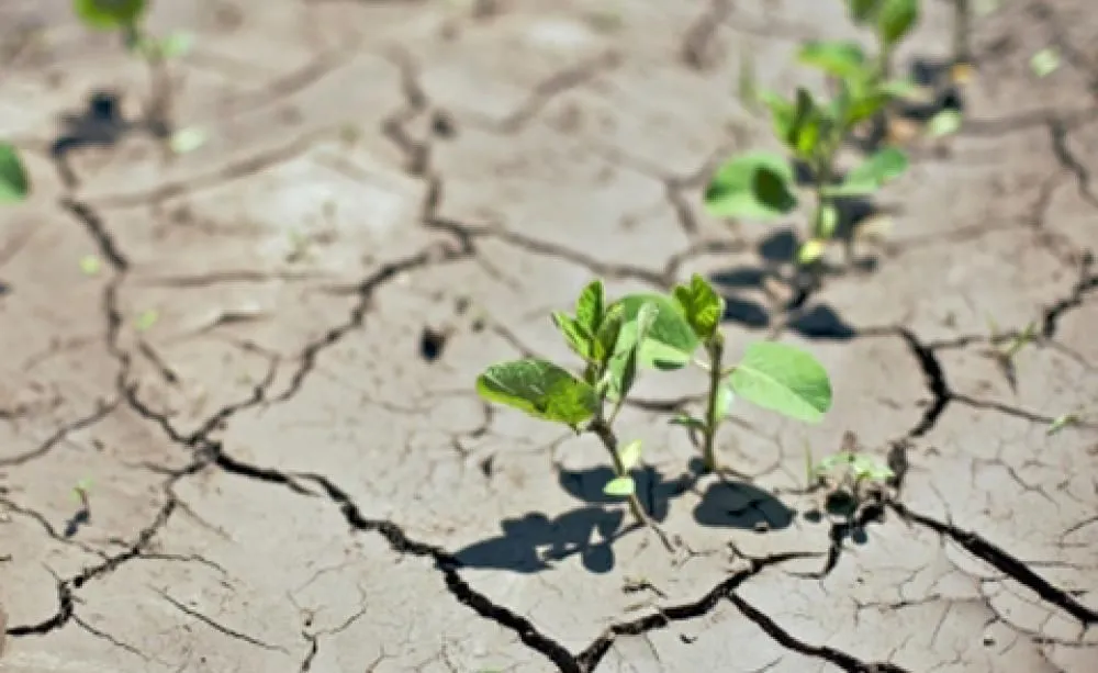 Preparing Your Landscape for Summer: Expert Watering Tips for a Drought-Resistant Garden in Central New York