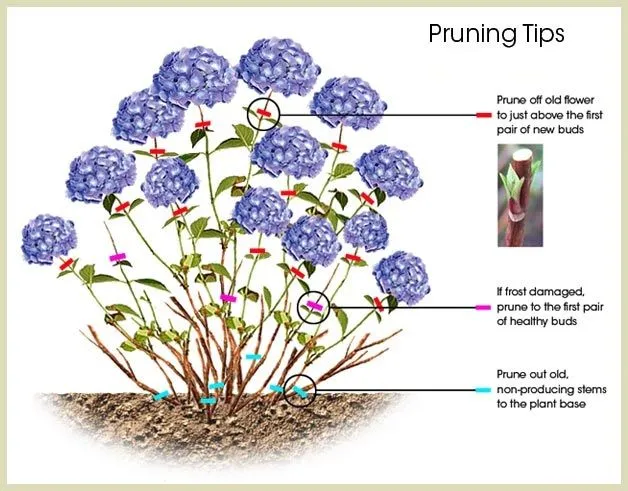 The Perfect Pruning: Trimming Your Hydrangeas for a Thriving Garden