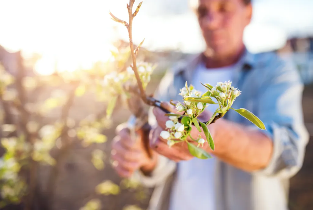 Pruners Beware, Trim with Care: What Should NOT be Trimmed in the Fall