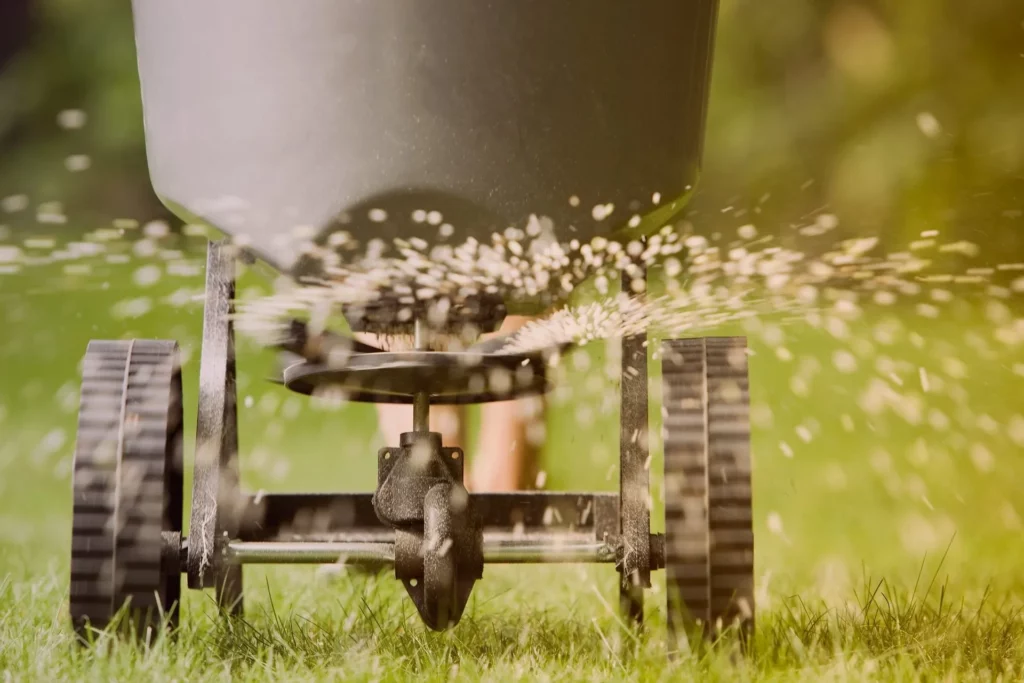 Winning the Grass Battle: Best Time to Seed