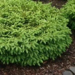 Bird's Nest Spruce