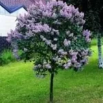 Standard Lilac