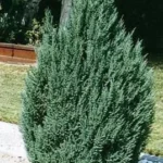 Blue Point Juniper