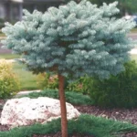 Standard Blue Spruce