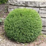 Boxwood