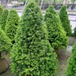Pyramidal Yew