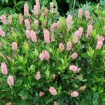 Ruby Spice Clethra