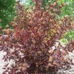 Ninebark