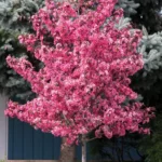 Royal Raindrop Crabapple