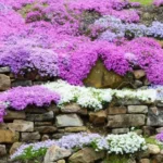 creeping phlox