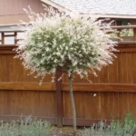 Hakuro Nashiki Dappled Willow