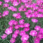 dianthus firewitch