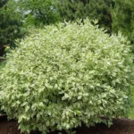 Ivory Halo Dogwood