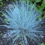 Elijah Blue Fescue
