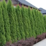 Emerald Green Arborvitae