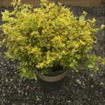 Gold Euonymus