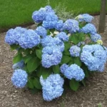 Endless Summer Hydrangea