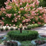 Quickfire Hydrangea Tree