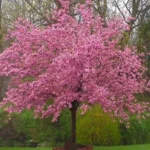Kwanzan Cherry Tree