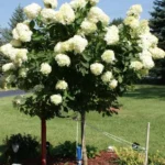 Lime Light Hydrangea Tree