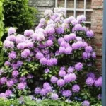 Purpuream Elegans Rhododendron