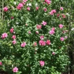 Rose of Sharon