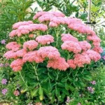 sedum autumn joy
