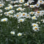 shasta daisies