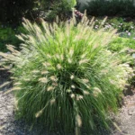 Hameln Fountain Grass