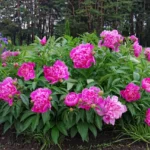 peony