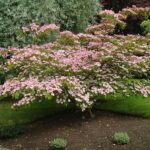 Satomi Dogwood
