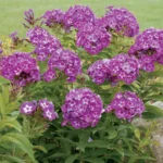 upright phlox