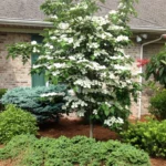 Venus Kousa Dogwood