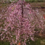 Weeping Cherry